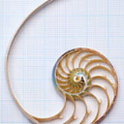 Nautilus Shell On Graph Paper Art Print