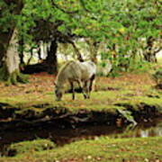 New Forest Pony By A Stream Art Print