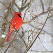 Northern Cardinal In Snow #1 Art Print