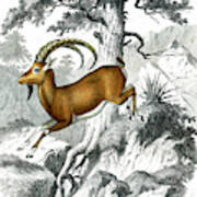 Nubian Ibex Art Print