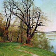 Oak Tree On The Riverbank Art Print