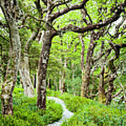 Oak Trees In Killarney National Park Art Print