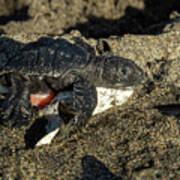 Olive Ridley Turtle Hatchling Just Hatched From Egg With Art Print