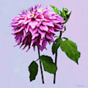 One Pink Dahlia And Buds Art Print