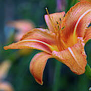 Orange Lily Detailed Petals Art Print