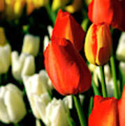 Orange Yellow And White Tulips Art Print