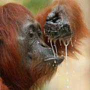 Orangutan Drinking Art Print