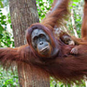 Orangutan Mother And Baby Art Print