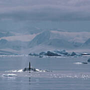 Orca Orcinus Orca, Antarctica Art Print