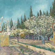 Orchard Bordered By Cypresses Art Print