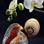 Orchid And Two Seashells Art Print