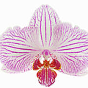Orchid Phalaenopsis Spec. Close Up With Art Print