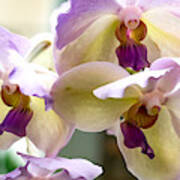 Orchids Art Print