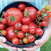 Organic Home Grown Tomatoes Held By Girl Art Print