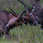 Waterbuck-lock Horns-6831 Art Print