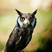 Owl. Color Image Art Print