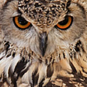 Owl Face Closeup Art Print