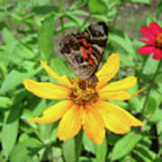 Painted Lady And Zinnia 4 Art Print