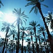 Palm Trees Against Blue Sky Art Print
