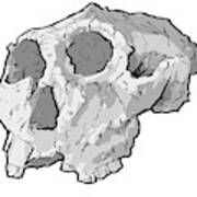 Paranthropus Robustus Skull Art Print