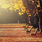 Park Benches In Fall Art Print