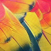 Parrot Feathers Art Print