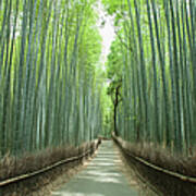 Path In Giant Bamboo Grove, Kyoto, Japan Art Print