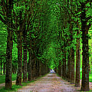 Path Lined With Tall Chestnut Trees Art Print