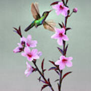 Peach Blossoms And Hummingbird Art Print