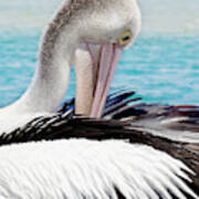 Pelican Beauty 99920 Art Print