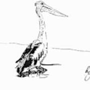 Pelican Drawing Art Print