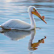 Pelican Reflection Art Print