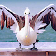 Pelican Wings Of Beauty 9724 Art Print