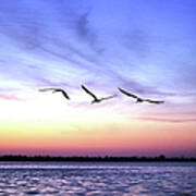 Pelicans At Sunrise Art Print