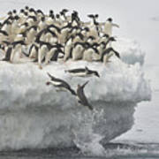 Penguins Jumping Art Print