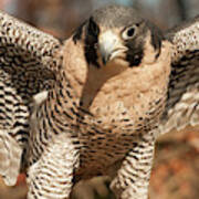 Peregrine Falcon Art Print