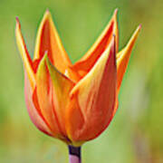 Perfect Orange Tulip Art Print