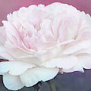 Perfect Peony Art Print