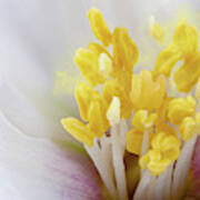 Philadelphus Flower Extreme Close Up With Pollen Art Print