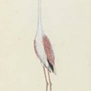 Phoenicopterus Ruber Roseus Greater Flamingo, Robert Jacob Gordon, 1777 - 1786 Art Print