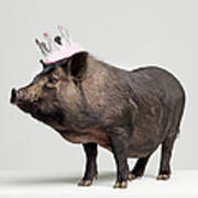 Pig With Toy Crown On Head, Studio Shot Art Print