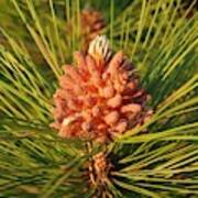 Pine Cone On A Pine Tree Art Print