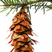 Pine Cone Sap Tree Branch Art Print