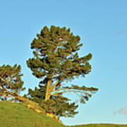 Pine Tree Art Print