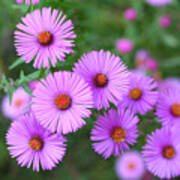 Pink Aster Flowers In Autumn Art Print