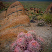 Pink Barrel Cacti Art Print