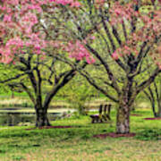 Pink Blossoms In Greenwich Connecticut Art Print