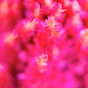 Pink Celosia Flower Abstract Art Print