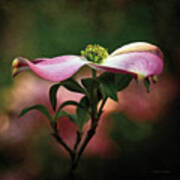 Pink Dogwood I Art Print