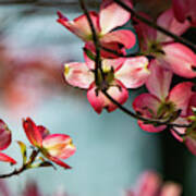 Pink Dogwoods On Aqua Art Print